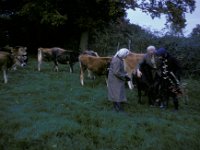 Butterwood Grandad Granny Mum Cows 2